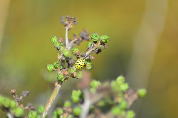 Gelber Marienkäfer auf Pflanze in grüner Natur mit Textfreiraum