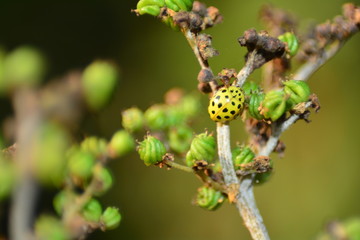 Gelber Marienkäfer auf Pflanze in grüner Natur