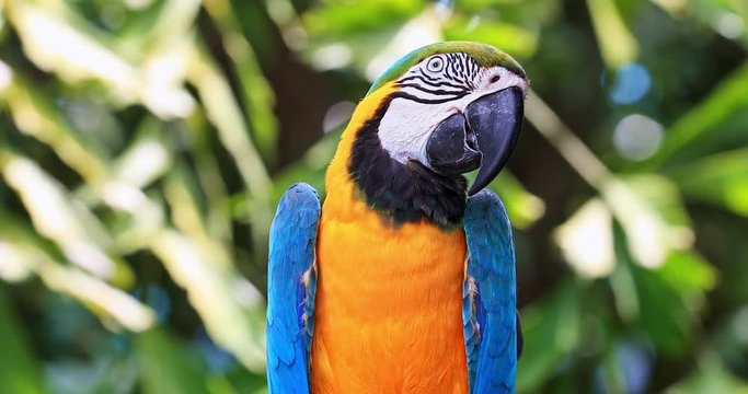 Parrot on green tropical background with exotic plants and sunshine. Colorful Macaw with blue and yellow vibrant plumage looks in camera in jungle forest