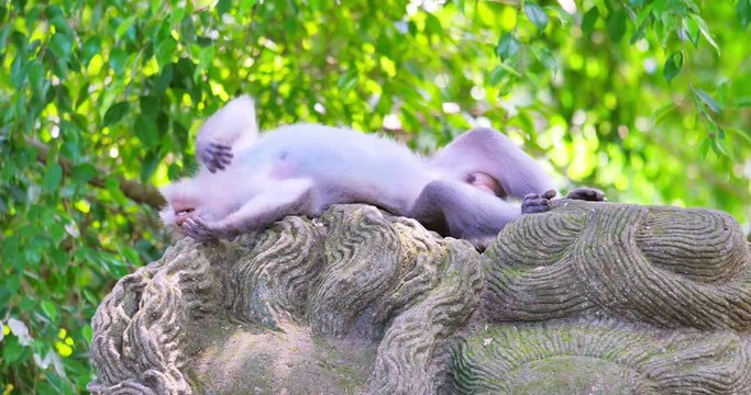 Ubud mankey forest scene. Sleepy asian macaque male takes a nap on sculpture of ancient indonesian temple