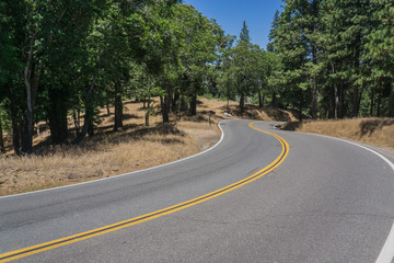 Winding Road in Dense California Forest
