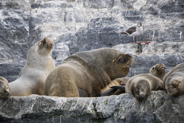 Naklejka premium Some Antarctic seals lounging on top of each other on the rocks