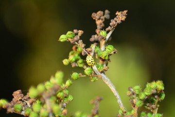 Gelber Marienkäfer auf Pflanze in  Natur mit dunklerem Hintergrund