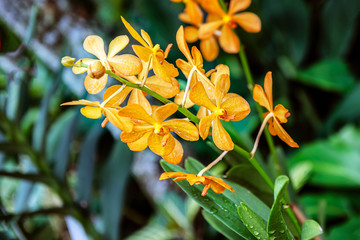 Fototapeta premium Tropical orchid flowers at The National Orchid Garden in the Singapore Botanic Gardens.