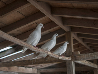 White Pigeons
