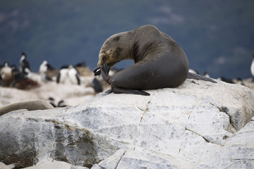 Some Antarctic seals lounging on top of each other on the rocks
