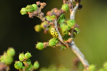 Gelber Marienkäfer auf Pflanze in grüner Natur