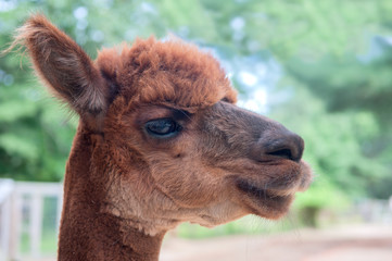 Obraz premium Portrait of an Alpaca
