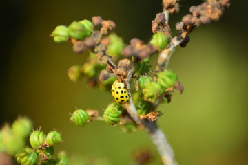 Gelber Marienkäfer auf Pflanze in grüner Natur