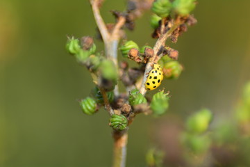 Gelber Marienkäfer auf Pflanze in grüner Natur mit Textfreiraum