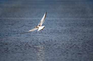 A young black-headed seagull, Chroicocephalus ridibundus, is flying over the water. The wings of a bird are wide open as it is hovering over the sea