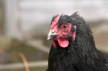 Close Up of Chicken