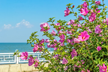 Fototapeta na wymiar Flowering bush of pink hibiscus on the sea promenade, close-up