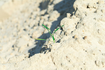 Grass breaks through the dunes of the desert.