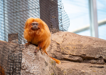 tamarin lion à tête dorée