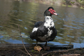 Muscovey Duck by Pond