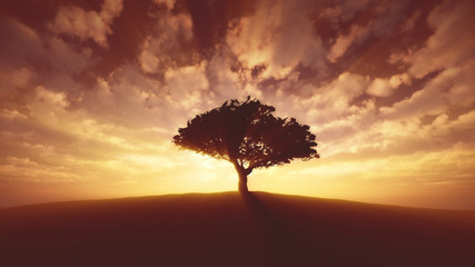 Fototapeta na wymiar tree sunset in field