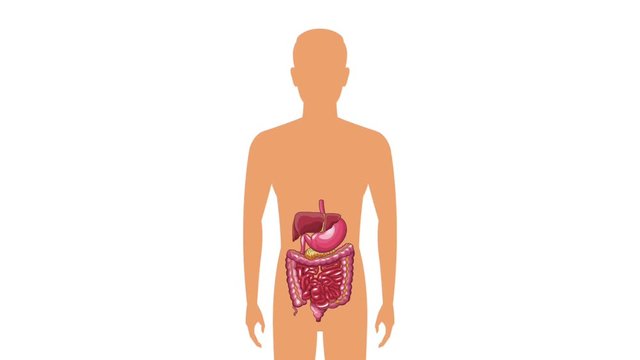 Digestive system on human silhouette cartoon High definition colorful scenes animation