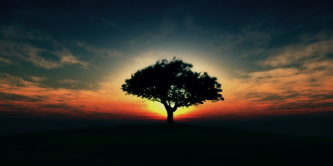 Fototapeta na wymiar tree sunset in field