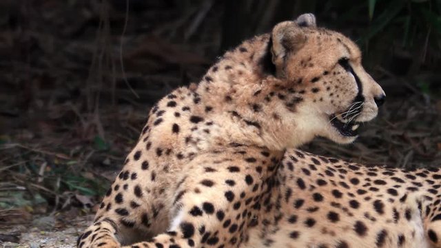 Cheetah looks at camera and yawns showing big sharp fangs