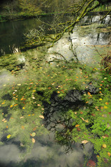 Pond in autumn with pond weed and leaves and reflection of the sky