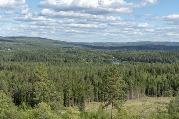 Swedish woodland in summer