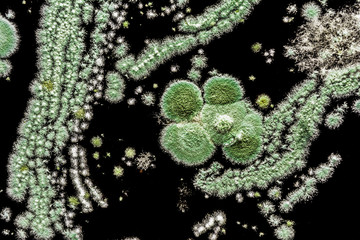 green mold on a black background, abstract illustration created by a molded mushroom, biology...