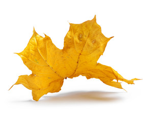 Autumn maple branch with leaves with shadow isolated