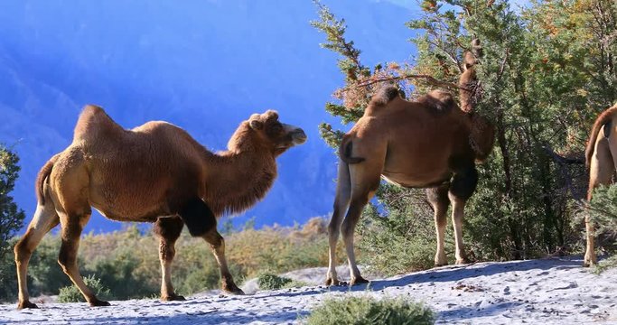Camels in wild nature of Hunder sand dunes desert in Ladakh, Himalaya, India