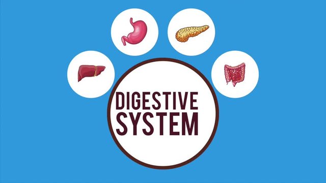 Digesty system and organs inside round symbols High definition colorful scenes animation