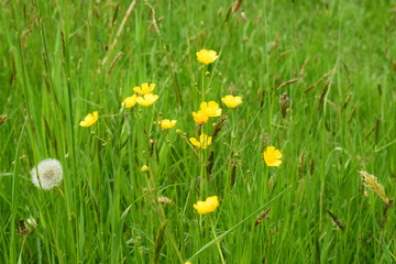 Scharfer Hahnefuß