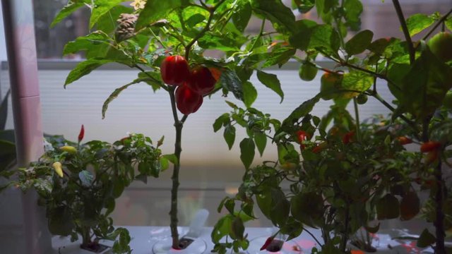 Habanero Chilli Pepper Growing in Smart Garden-PAN LEFT