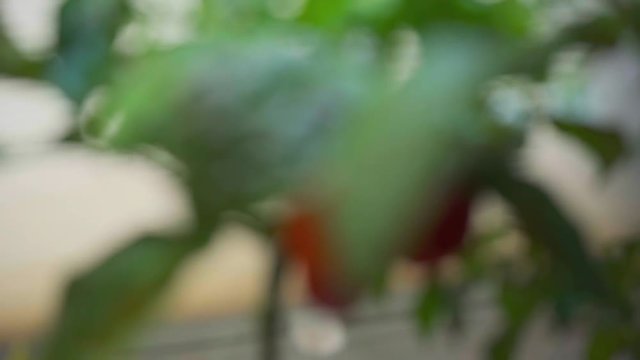 Habanero Chilli Pepper Growing in Smart Garden-ZOOMOUT WITH FOCUS PULL