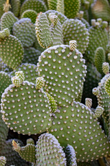 Prickly pear cacti