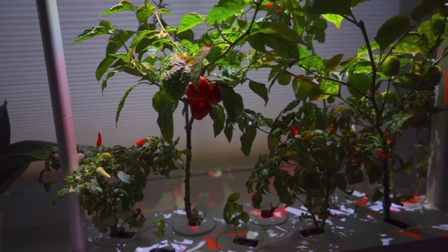 Chilli Peppers Growing in Smart Garden-ORBIT RIGHT