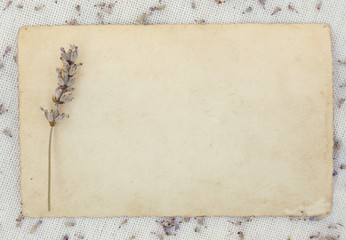 Blank old paper with dry lavander flower, nostalgia, vintage, retro style