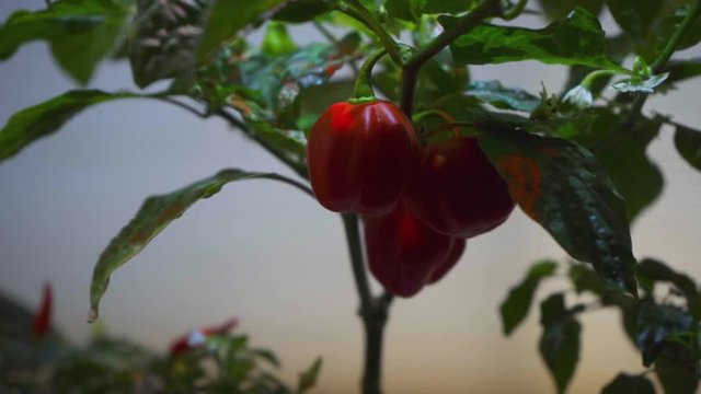 Three Habanero Peppers Growing in Smart Garden-SUPER CLOSEUP