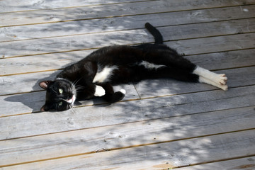 A black cat with white spots lies on the wooden floor of an open terrace. Sunny day. Shadows from the bushes on the floor.