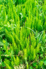 Equisetum arvense, the field horsetail or common horsetail - herbal plant