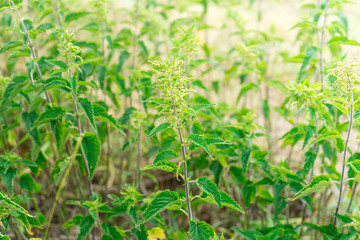 A lot of bushes of nettles. Plant for medicine.