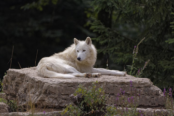 Loup arctique adulte