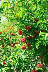Photo of the fruit of red elderberry.