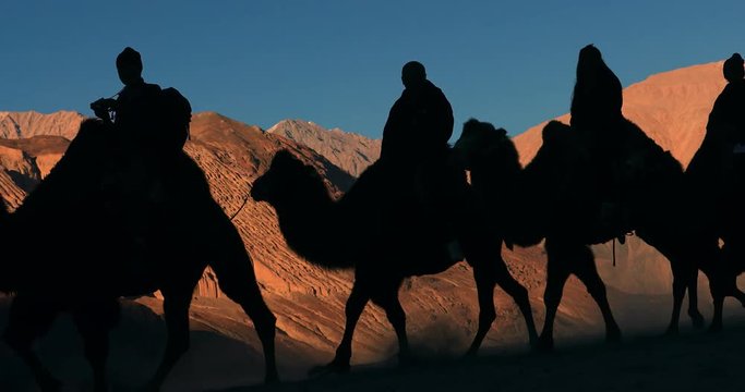 People ride camels sunset silhouettes against mountains and sky. Tourism and adventure trips in Ladakh