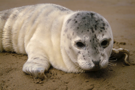 Seal Pup on an Oregon Beach. Harbor Seal pups spend much of their time out of the water on beaches warming up or resting while their moms are away feeding, sometimes for up to 48 hours.