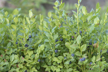 All blueberries nature background