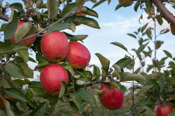 Red and ripe apples hanging from a tree branch