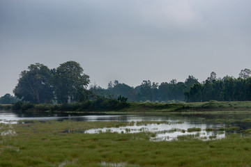 Ilapura, Karnataka, India - November 1, 2013: Wide shot of marsh land under light blue sky with fog. Green band of forest trees and green grassy vegetation up front.