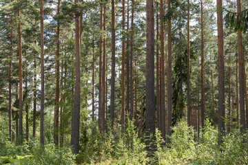Forest with pine trees