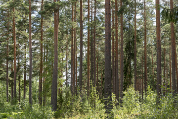 Fototapeta premium Forest with pine trees