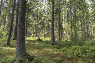 In the Swedish forest